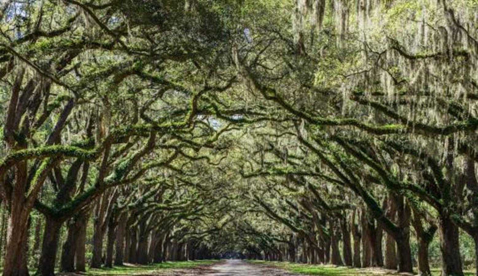 5Min To River Street, Dt - Spacious - Free Parking Savannah Exteriér fotografie